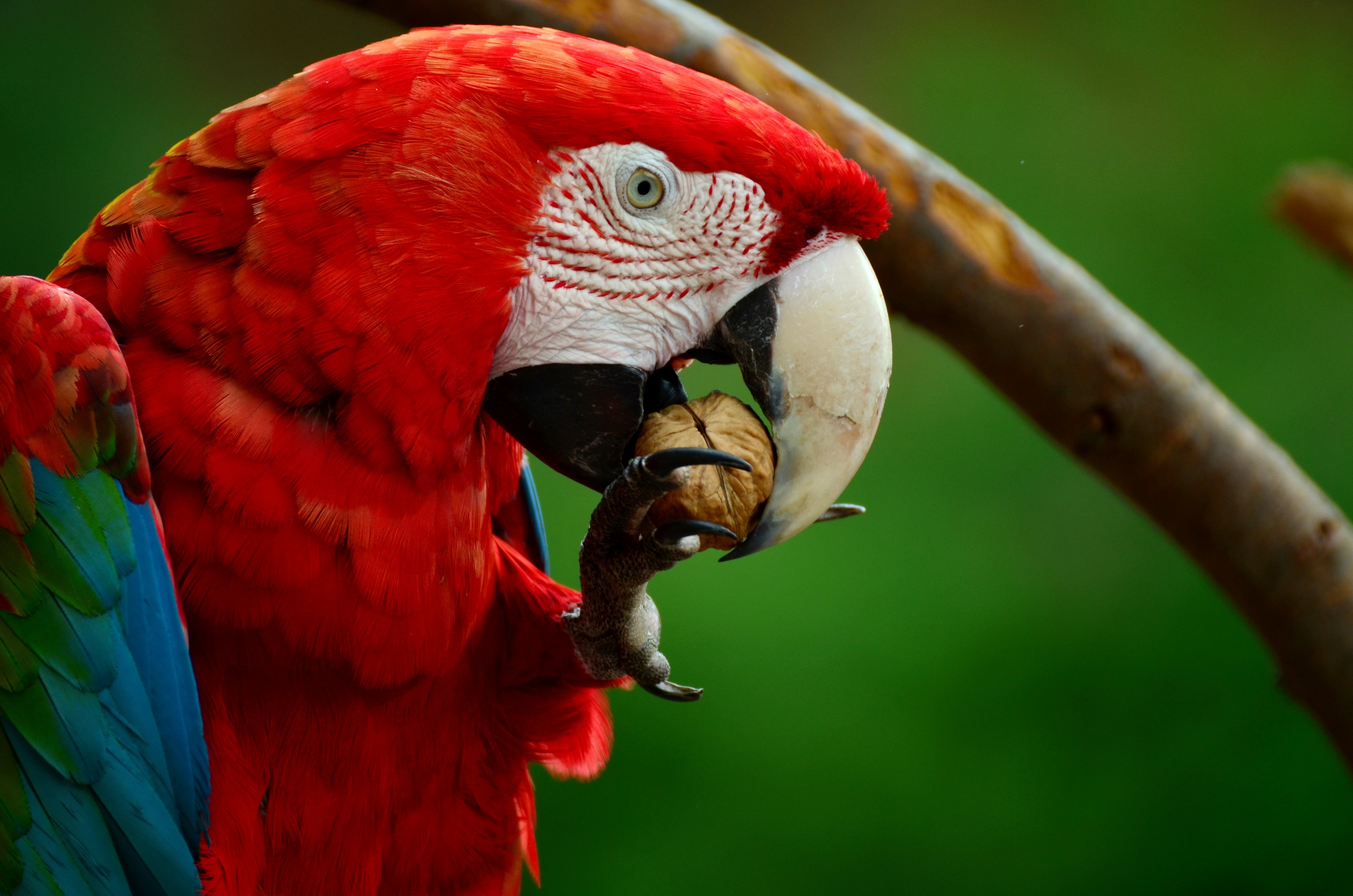 Responsive image